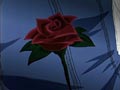 The Scattered and Dyed Rose