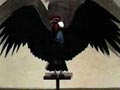 Shadow Of The Condor

